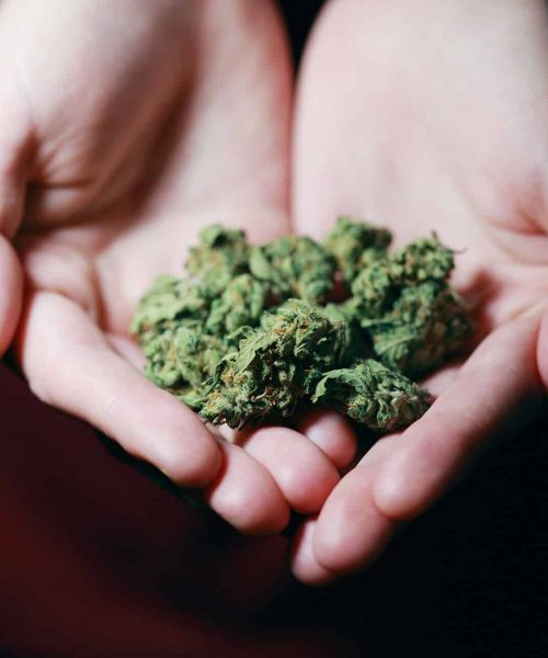 budbar-cannabis-on-hands